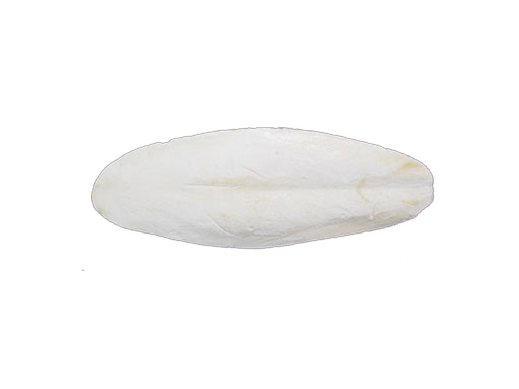 Cuttlebone